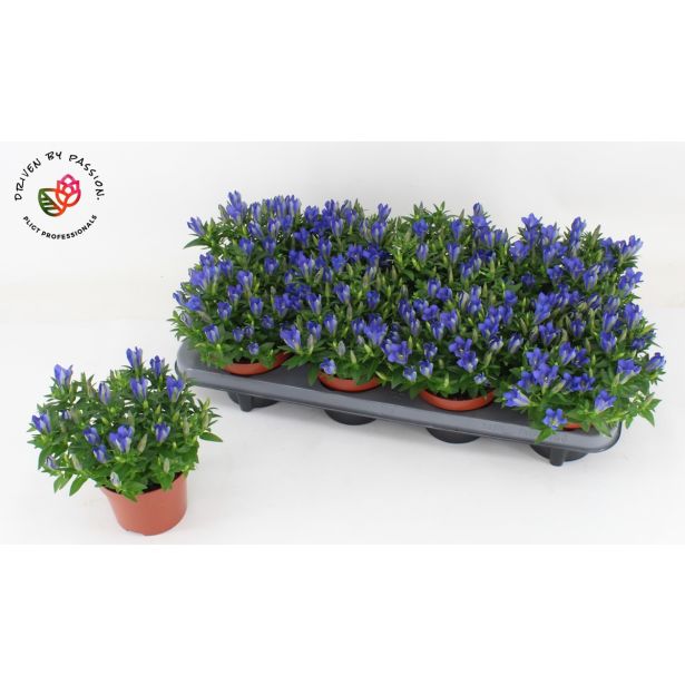 TRAJNICA ENCIJAN 'LUIS' L12