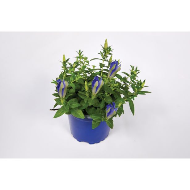 TRAJNICA ENCIJAN LUIS L10.5