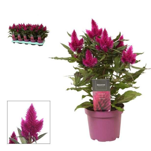 ENOLETNICA CELOSIA DEEP PURPLE L12 CM