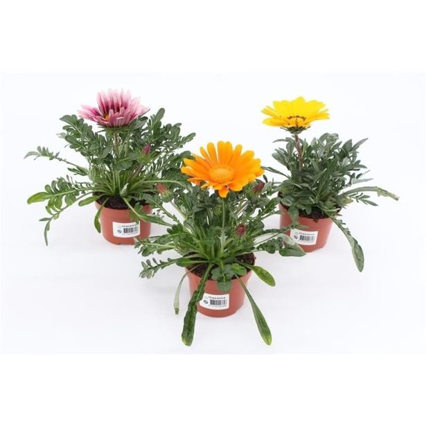 ENOLETNICA GAZANIA L10.5CM
