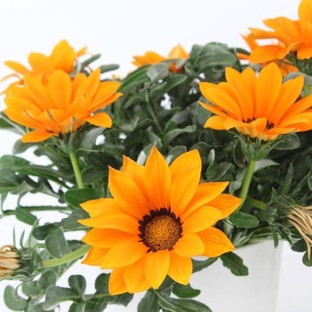 ENOLETNICA GAZANIA L10.5CM