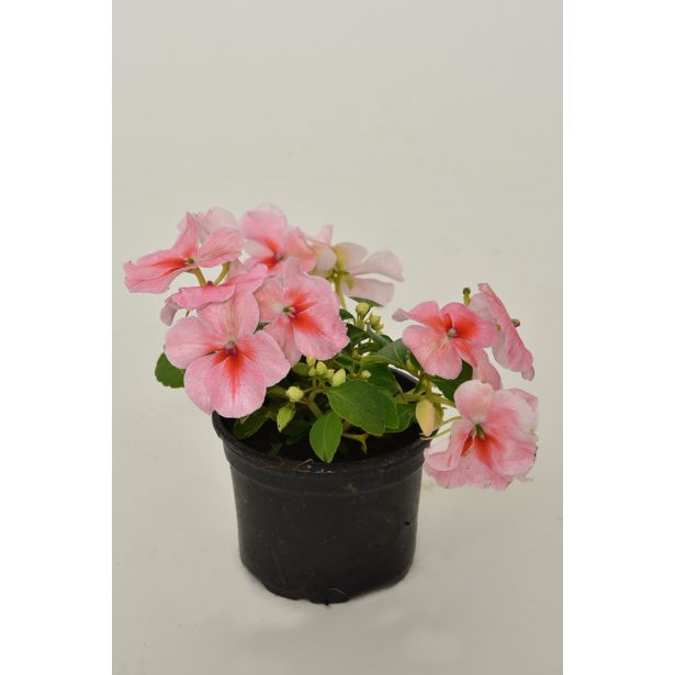 ENOLETNICA IMPATIENS WALLERIANA L9