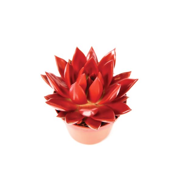 EŠEVERIJA BARVANA RDEČA L11