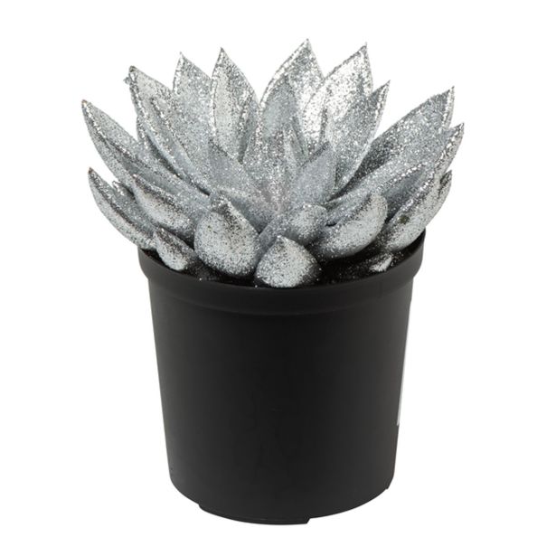 EŠEVERIJA BOŽIČNA MIX L5.5