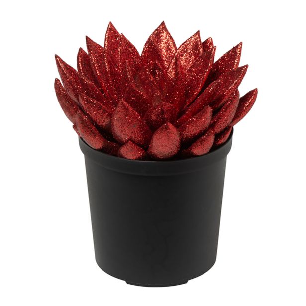 EŠEVERIJA BOŽIČNA MIX L5.5