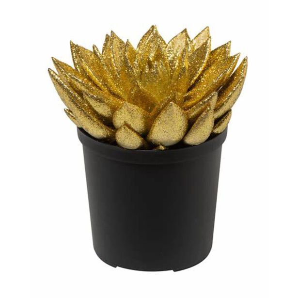 EŠEVERIJA BOŽIČNA MIX L5.5