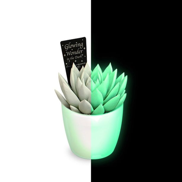 EŠEVERIJA MIRANDA GLOWING WONDER L8.5 CM