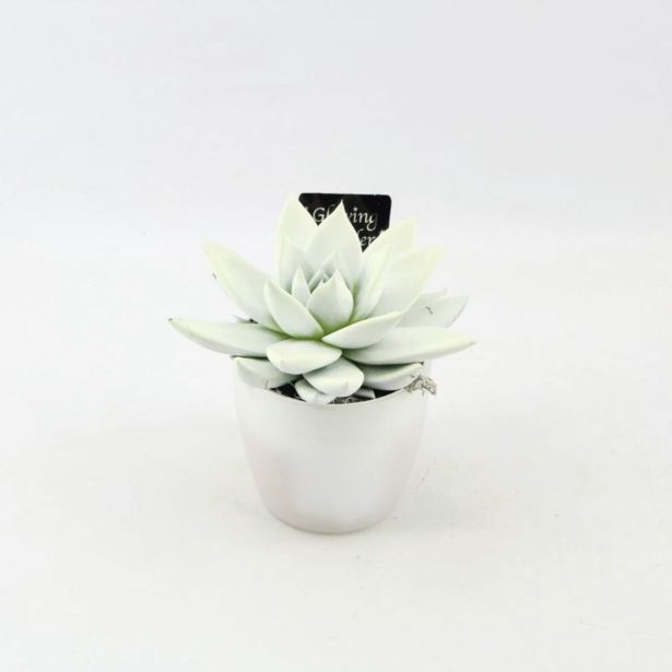 EŠEVERIJA MIRANDA GLOWING WONDER L8.5 CM