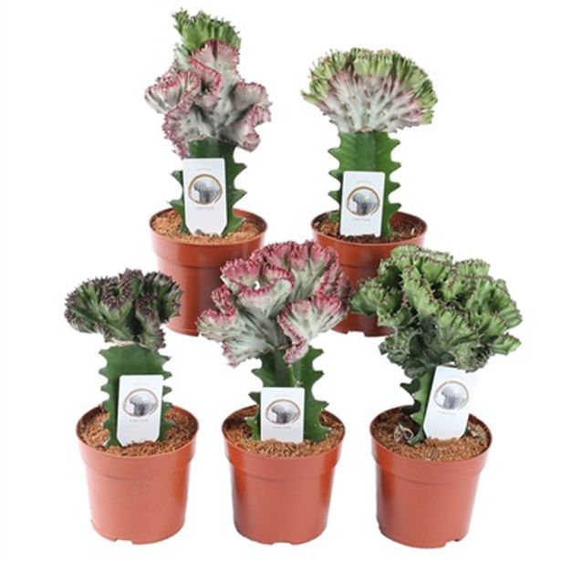 SUKULENT EUFORBIJA LACTEA CRISTATA L10.5