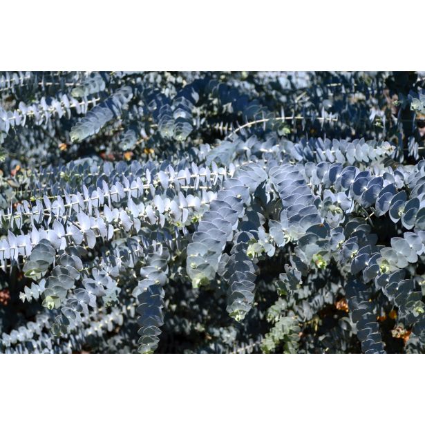 EVKALIPTUS SILVERANA L20 V200