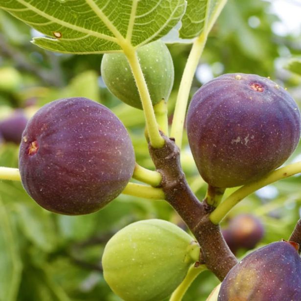 FIGA BROWN TURKEY L2 L ("ŠTAJERSKA FIGA")