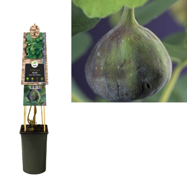 FIGA BROWN TURKEY ("ŠTAJERSKA FIGA") L2.5 L