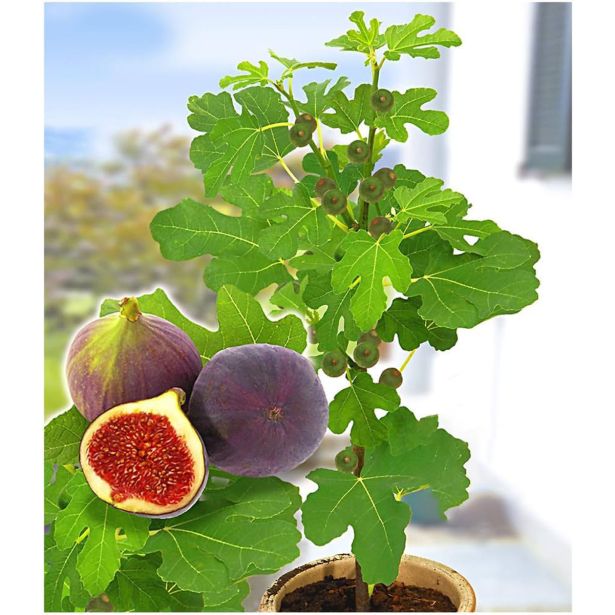 FIGA ROUGE DE BORDEAUX L2 L