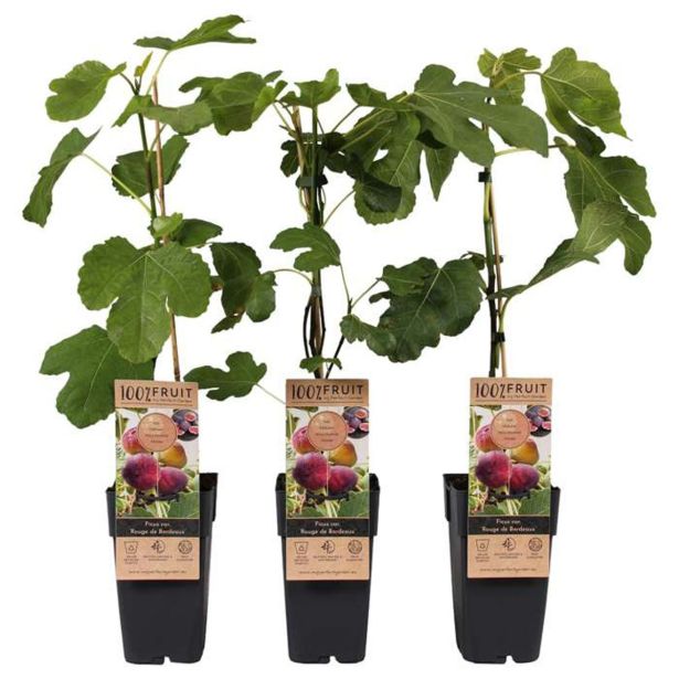 FIGA ROUGE DE BORDEAUX L2 L