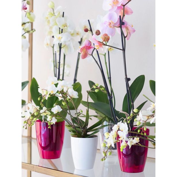 PE NOTRANJI LONEC FIJI ORHIDEJA FUKSIJA PROZOREN 12.5CM