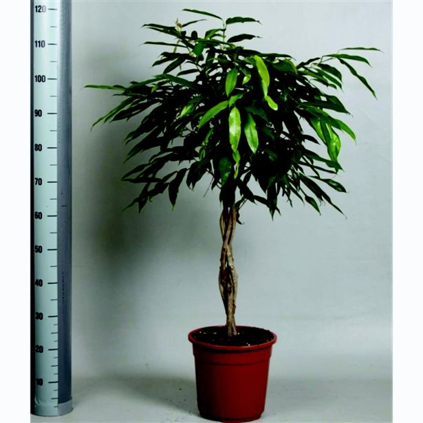 FIKUS AMSTEL KING L27