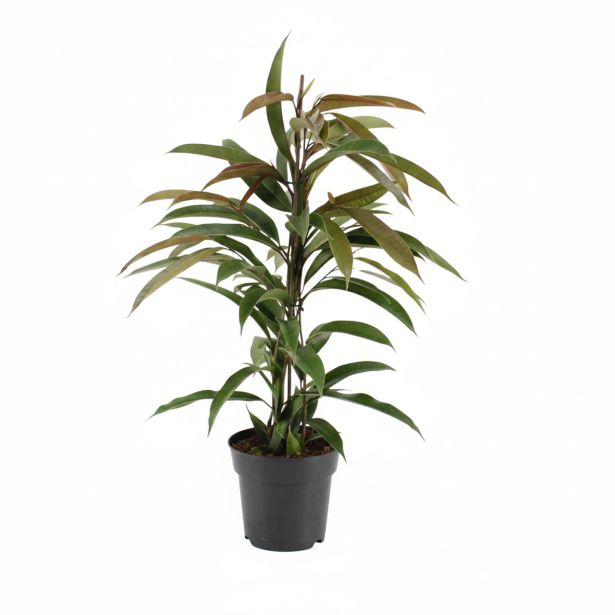 FIKUS AMSTEL KING L17CM