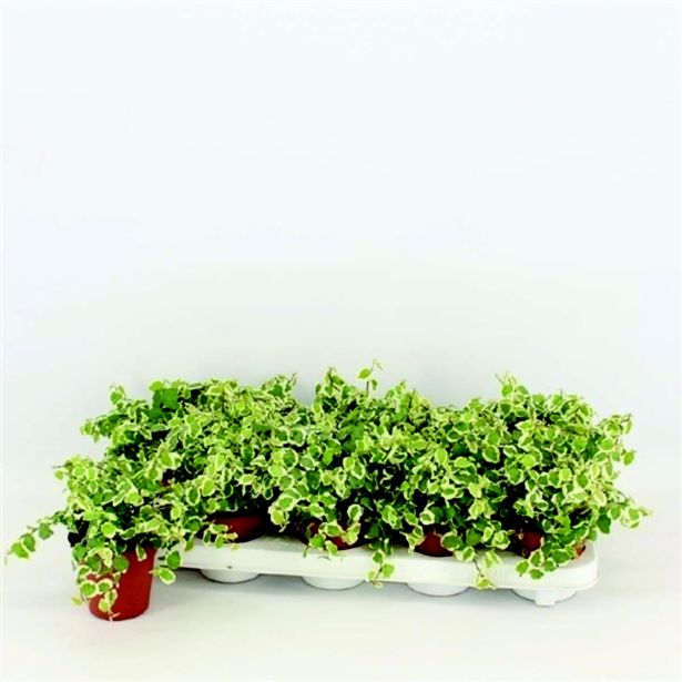 FIKUS BELLE SUNNY L9