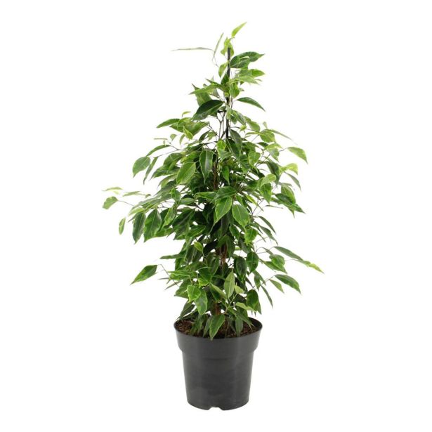 FIKUS BENJAMIN ANASTASIA L17 CM