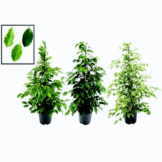 FIKUS BENJAMIN MIX L21