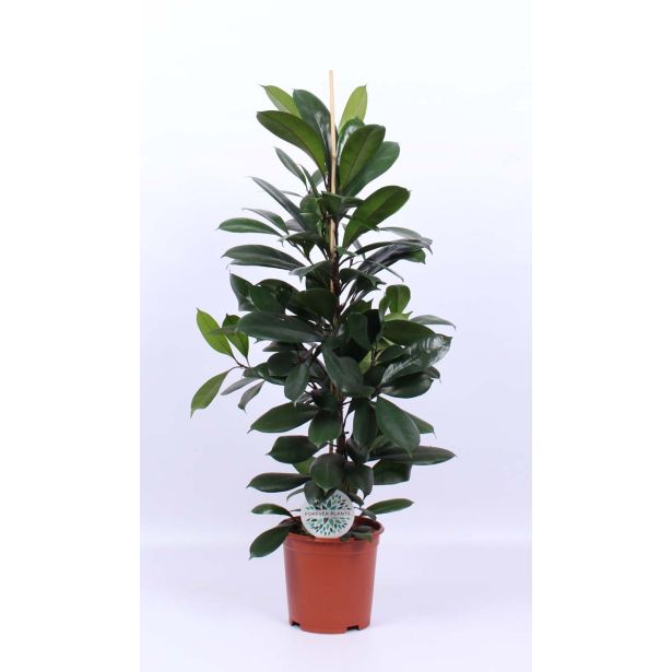 FIKUS CYATHISTIPULA L21 VIŠ 105 CM