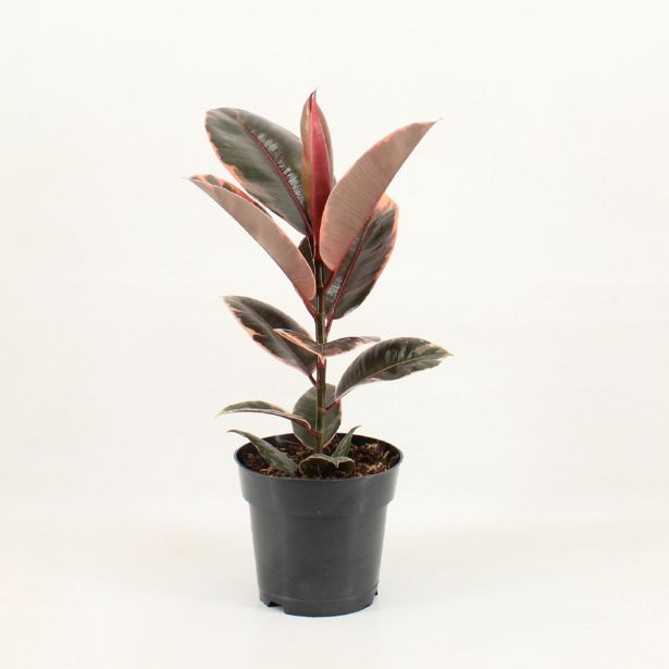 FIKUS ELASTICA (GUMOVEC) L17 CM