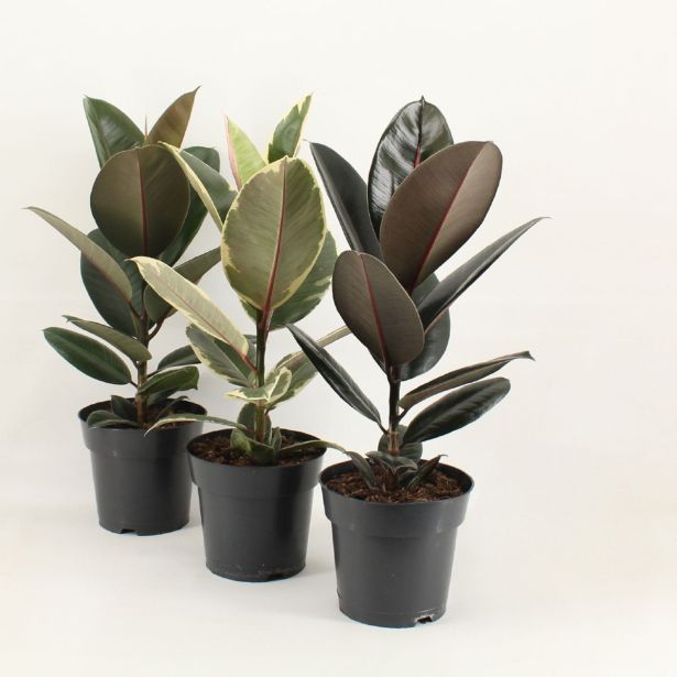 FIKUS ELASTICA (GUMOVEC) L17 CM