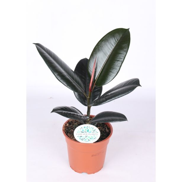 FIKUS ELASTICA MIX L17