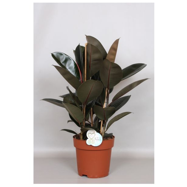 FIKUS ELASTICA MIX L24