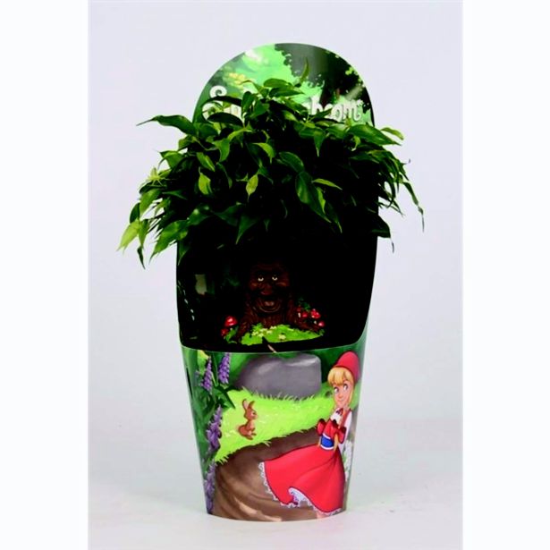 FIKUS GREEN KINKY L14