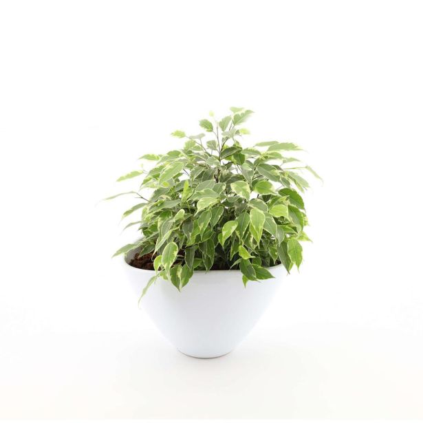 FIKUS KINKY V OKRASNI OVALNI SKLEDI L22 CM