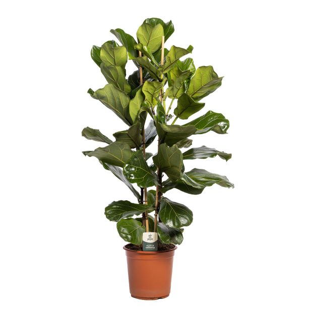 FIKUS LYRATA AIR SO PURE L24 CM