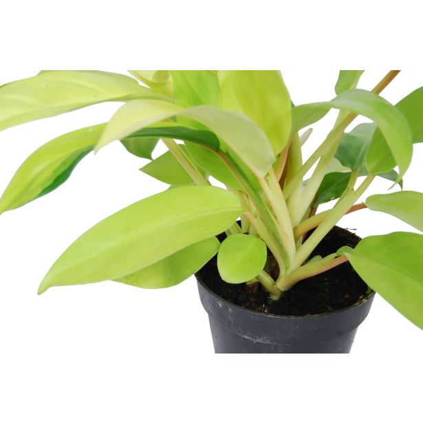 FILODENDRON MALAY GOLD L12