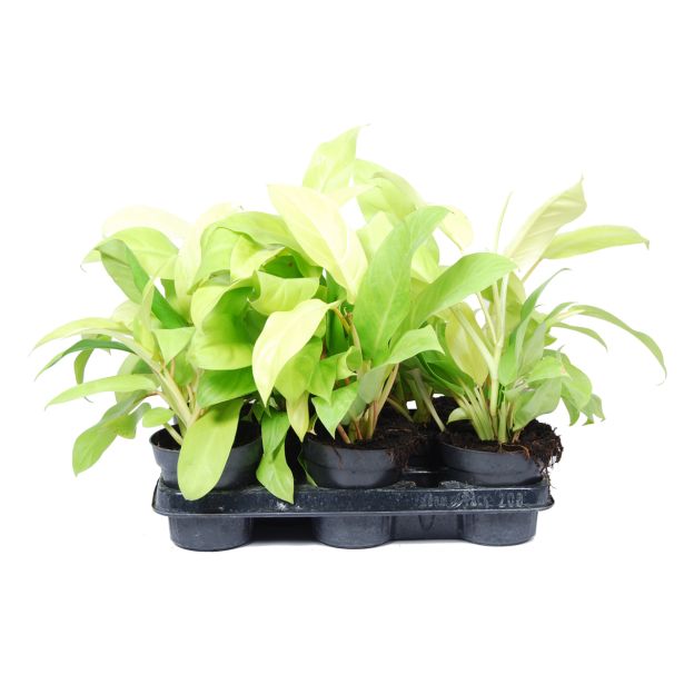 FILODENDRON MALAY GOLD L12