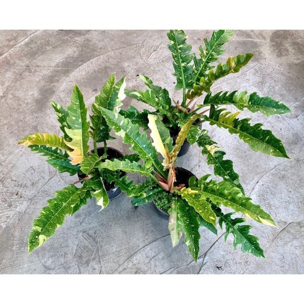 FILODENDRON RING OF FIRE L14 CM