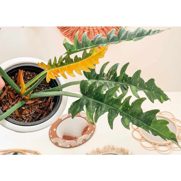 FILODENDRON RING OF FIRE L14 CM