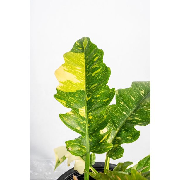 FILODENDRON RING OF FIRE L14 CM