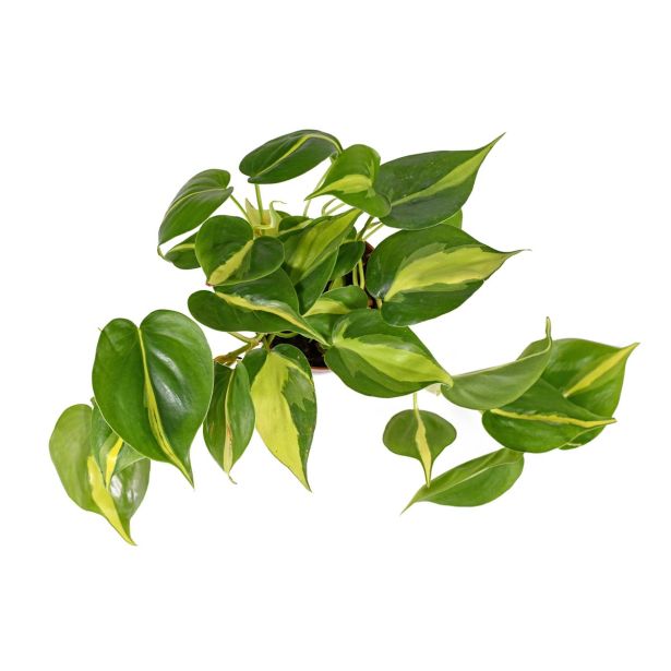 FILODENDRON SCADENS BRASIL L12