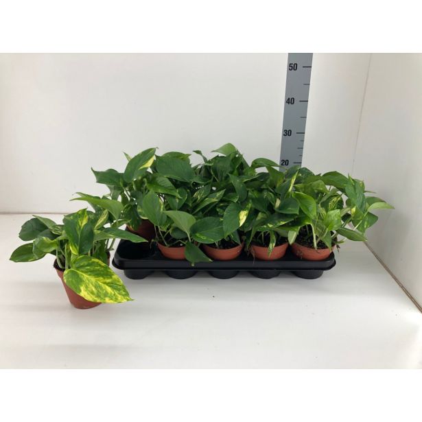 FILODENDRON SCADENS BRASIL L12 VIŠ 15 CM