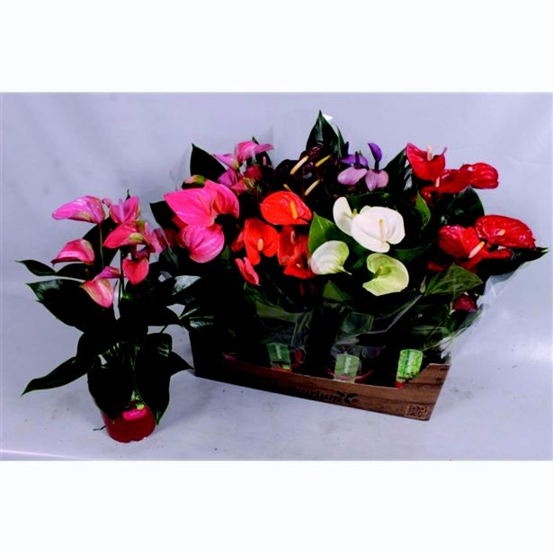 FLAMINGOVEC MIX 5 BARV L14