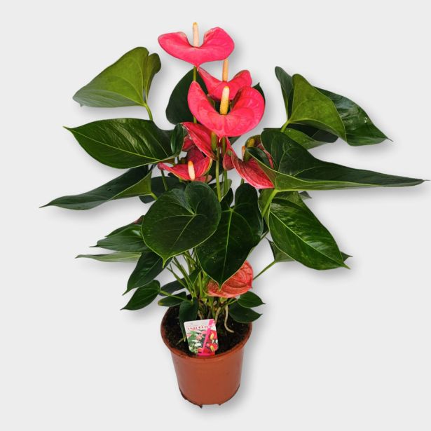 FLAMINGOVEC ARISA PINK L17 CM