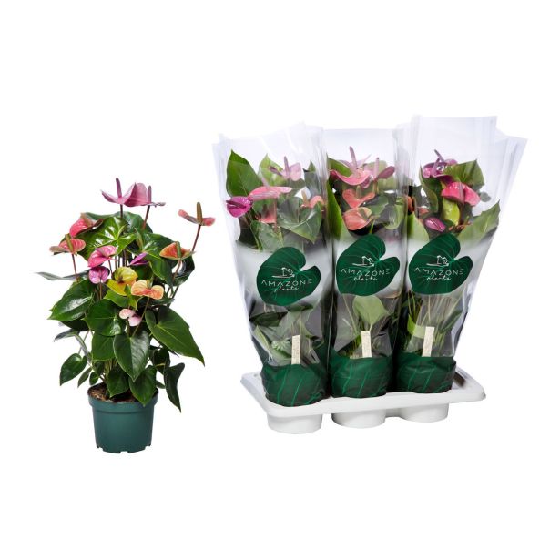 FLAMINGOVEC CAVALLI L17 CM