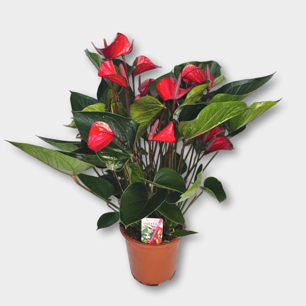 FLAMINGOVEC DECO RED L17 CM