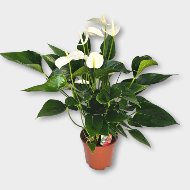 FLAMINGOVEC DECO WHITE L17 CM