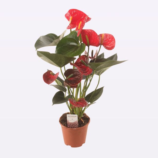 FLAMINGOVEC EASY RED L14 CM