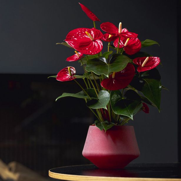 FLAMINGOVEC FAMOUS L17 CM