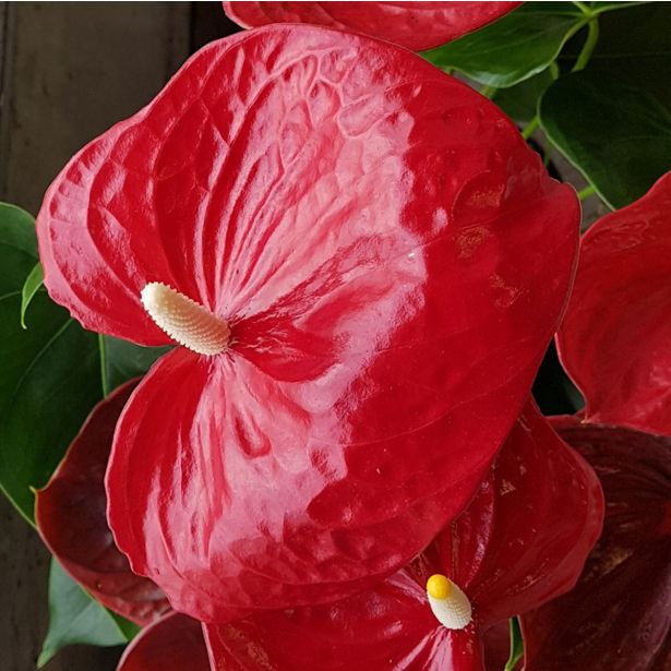 FLAMINGOVEC FAMOUS L17 CM