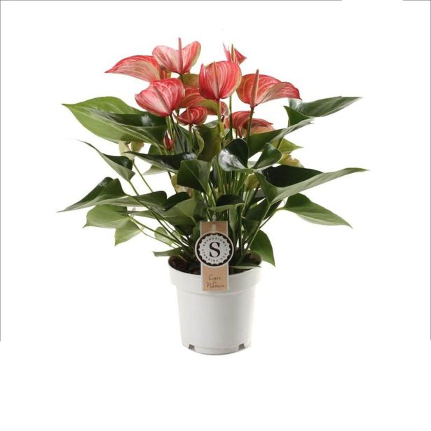 FLAMINGOVEC LIVIUM RED L14 CM