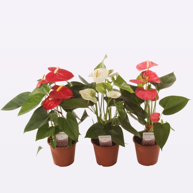 FLAMINGOVEC MIX 3 BARVNI L12 CM