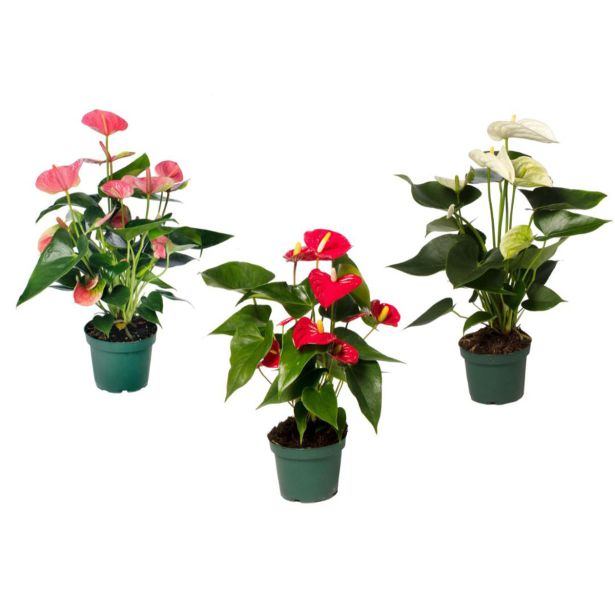 FLAMINGOVEC MIX 3 BARVNI L12 CM